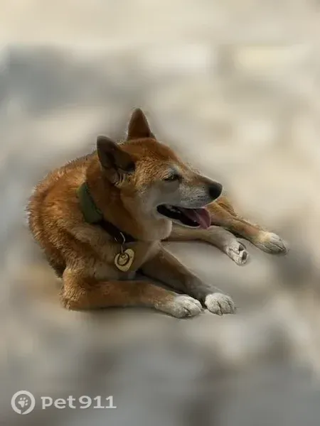 Chien perdu, femelle, Chemin des Fonterines, Lyon - blonde, 50 cm - photo