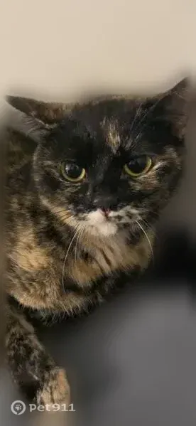 Perdu chat femelle, Rue Georges Bizet, 5, Lille — yeux jaunes, queue cassée - photo