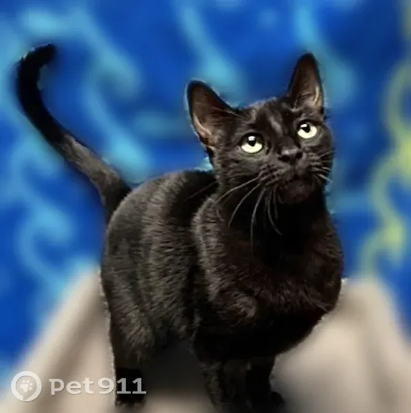 Lost cat, White Oak Lane, 2960, Bedford - black fur, green eyes - photo