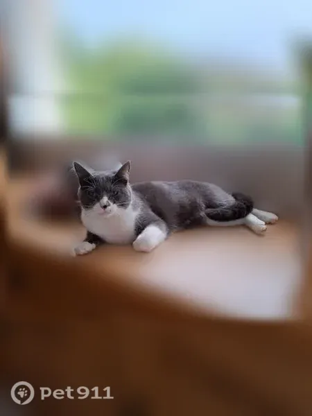 Chat perdu, L'Espérance, 1, Le Fœil - femelle, grise et blanche - photo