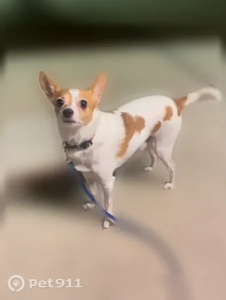 Lost dog, Texas 180, 504, Grand Prairie, Grand Prairie - male, collar with flames - photo