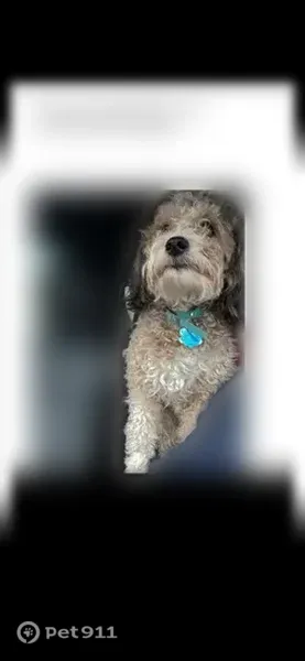 Lost dog, South 1400 East, 411, Fruit Heights - female with a collar - photo
