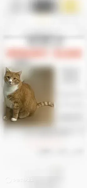 Lost cat, Brook Park Way, 2678, Doraville - orange and white tabby, 4 years old - photo