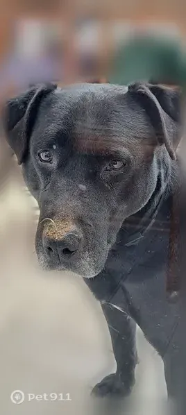 Chien perdu mâle, Rue de Miraut, 1, Bourgneuf - noir croisé Labrador - photo