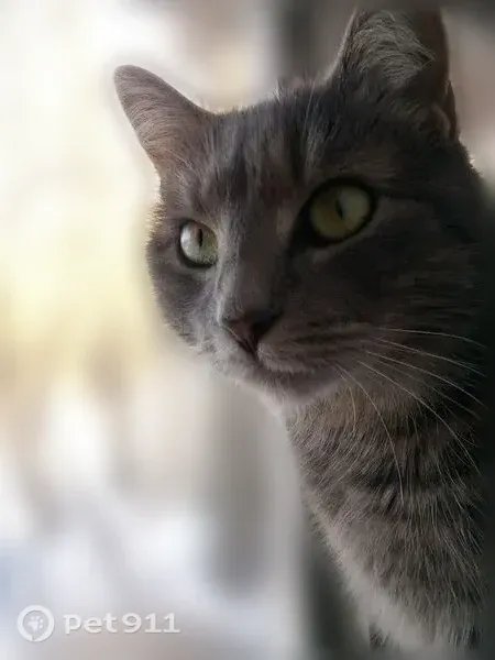 Lost cat, Houghtaling Hollow Road, 2916, East Meredith, Davenport Center - female, grey tabby with light green eyes - photo