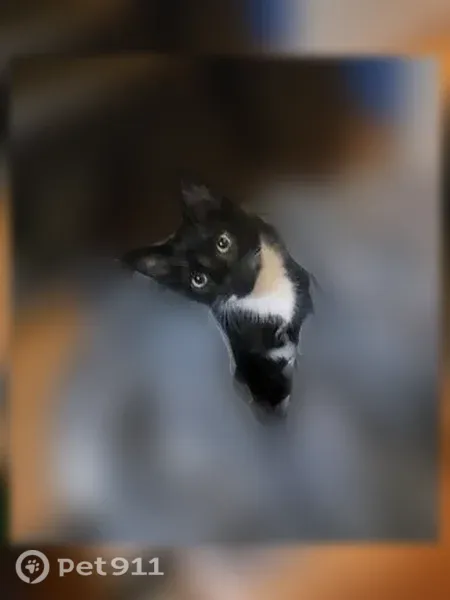Lost cat, Philip Drive, Lindenwold — very familiar with her name - photo