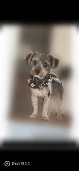 Lost dog, Winchester Avenue, 16388, Markham - female - photo