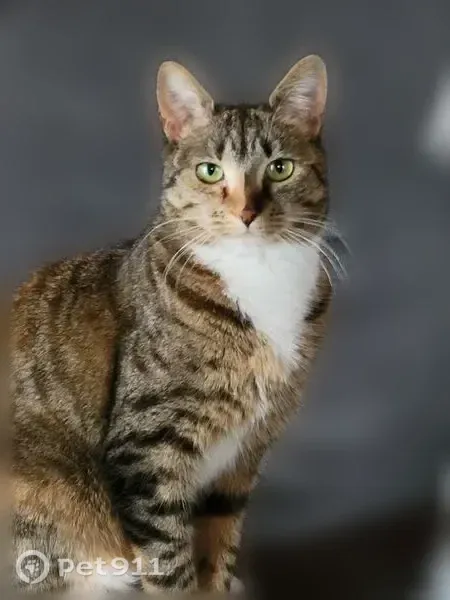 Lost cat, Lower Highlands Road, 53, Quincy - female tabby, microchipped - photo