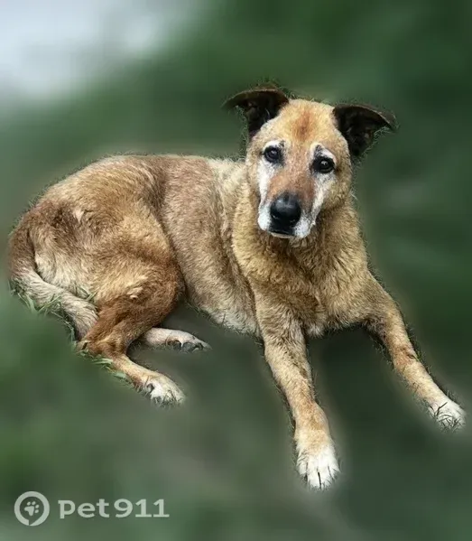 Lost dog, Dallas, Texas, Dallas - all brown German shepherd, older with white hairs around his face - photo