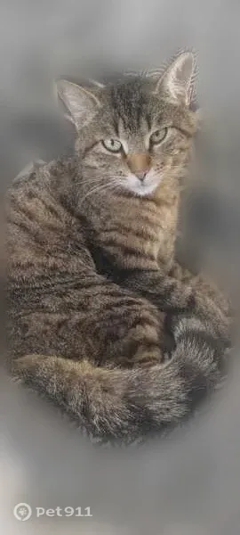 Chat perdu, Paris — femelle tigrée aux yeux verts - photo