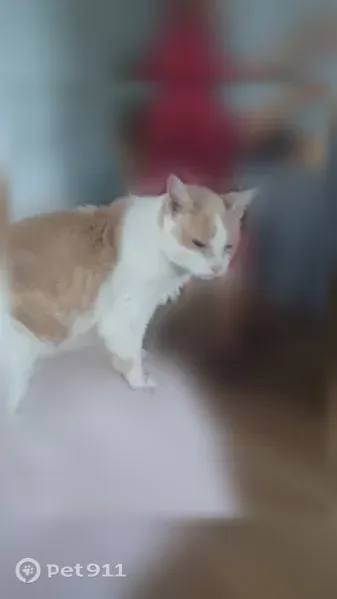 Chat perdu mâle, Rue du Parc de l'Estey, La Teste-de-Buch, Bordeaux - 18 ans, craintif - photo