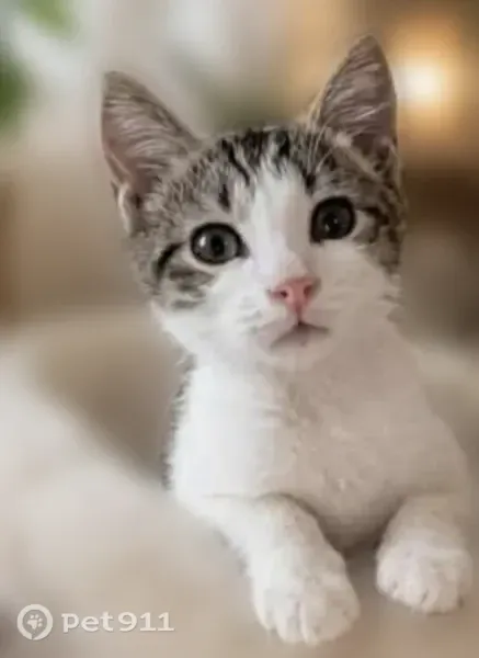 Chat disparu Garçon, Lyon (fl598639) - photo