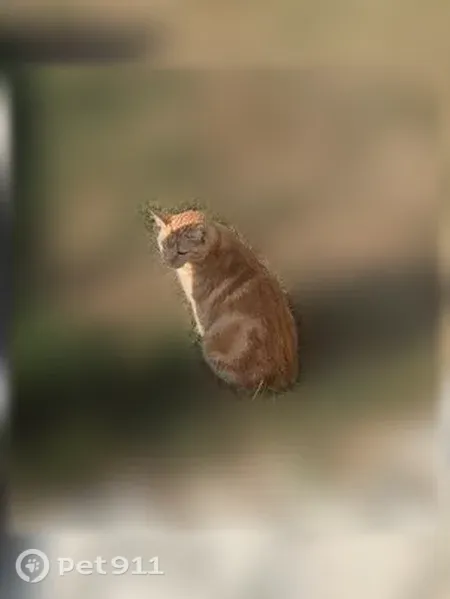Chat perdu mâle, Rue de Chambéry, Villenave-d'Ornon - roux et tigré - photo
