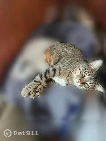 Chat perdu, Paris - mâle, très câlin, grandes moustaches - photo