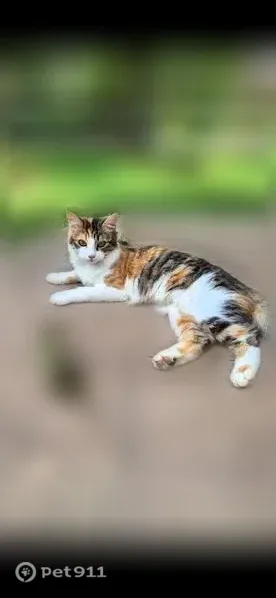 Chat perdu femelle, Chemin de Marssaou, 325, Orthez - chatte isabelle, queue touffue - photo