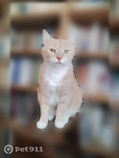 Chat perdu mâle, Rue Gaulthier de Rumilly, 185, Amiens - jeune, roux clair, pucé - photo