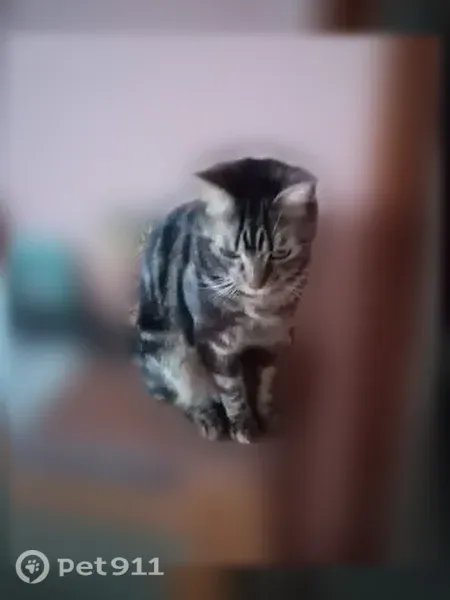 Chat perdu mâle, Place Jeanne Hachette, 4, Beauvais - tigré classique, yeux verts - photo