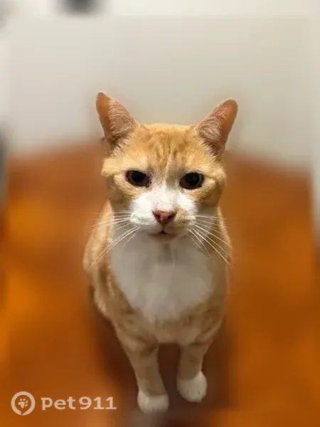 Chat perdu mâle, Boulevard de Verdun, 1, Rennes - 10 ans, amaigri - photo