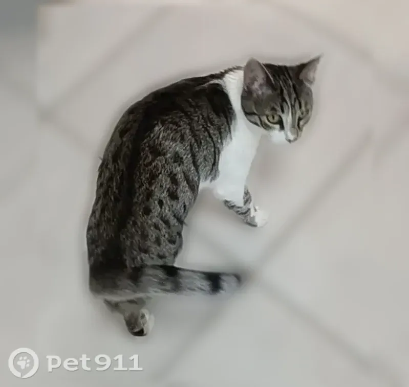 Chat perdu, Rue des Sables, 22, Morangis - femelle - photo