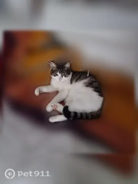 Chat perdu, Rue Paul-Émile Pissarro, 1, Clécy - femelle, chatte tigrée blanche, peureuse - photo