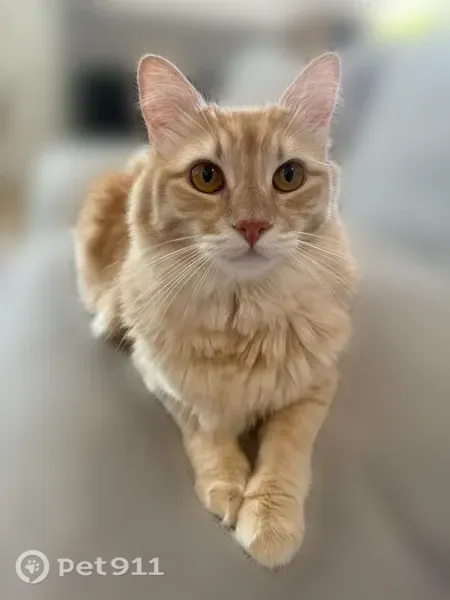 Lost cat, West 15th Street, 2700, Los Angeles - male, long light orange/cream fur - photo