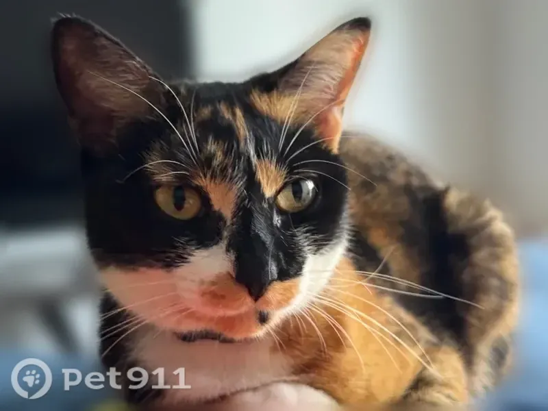 Lost cat, Walker Street, 257, Randolph - female, calico, skinny and lanky - photo