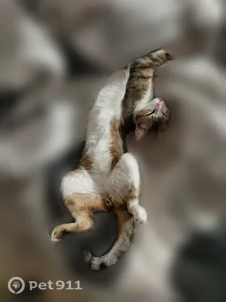 Chat perdu mâle, Allée des Roses, 10, Cournon-d'Auvergne - gris et blanc - photo