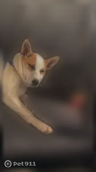 Lost dog, Creola, Alabama, Saraland - female, light blue eyes - photo