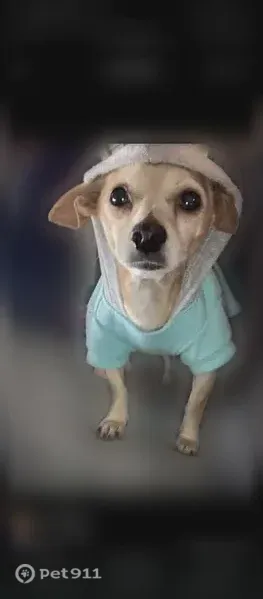 Lost dog, Mississippi 363, 3725, Saltillo - tan - photo