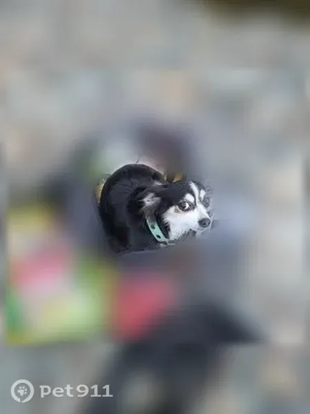 Lost dog, Goose Ranch Road, Lewiston — female long-haired Chihuahua mix - photo