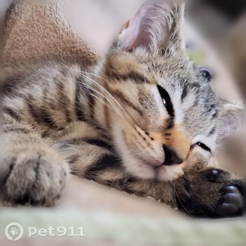 Chat perdu mâle, Rue du Percé-Neige, 35, Paris — chaton tigré de 3 mois - photo