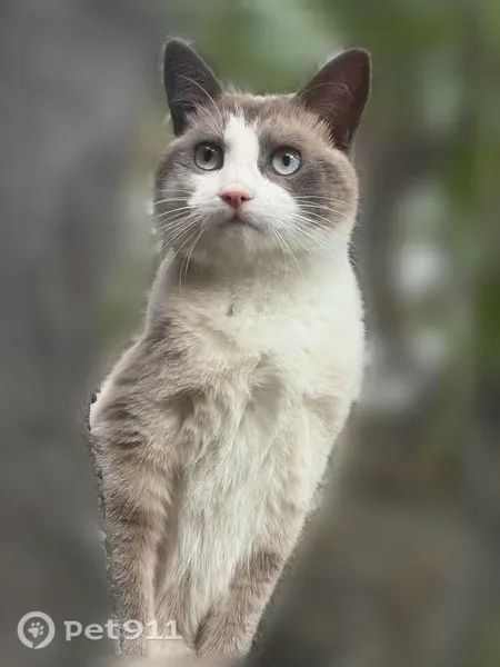 Chat perdu mâle, Chemin du Vallon des Mayans, Les Pennes-Mirabeau - craintif avec les personnes inconnues - photo