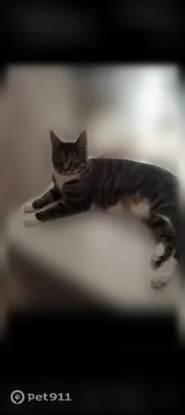 Chat perdu, Tauves, Lyon - mâle, chat tigré, pattes blanches et ventre blanc - photo