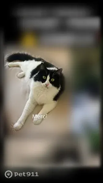 Perdu chat mâle, Chemin de l'Homme, Gimeux, Paris - grand, poils longs, tache sous la bouche - photo