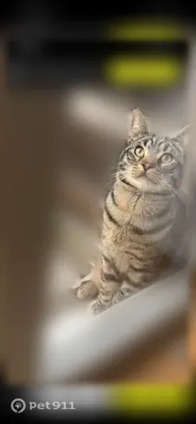 Chat perdu mâle, Rue de l'Octroi, 4, Armentières — tigré brun/gris - photo