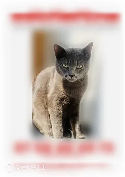 Chat perdu mâle, Toulouse - photo