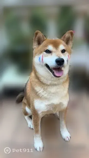 Chien perdu mâle, Chemin de la Roquette, 239, Roquebrune-sur-Argens - Shiba-inu roux - photo