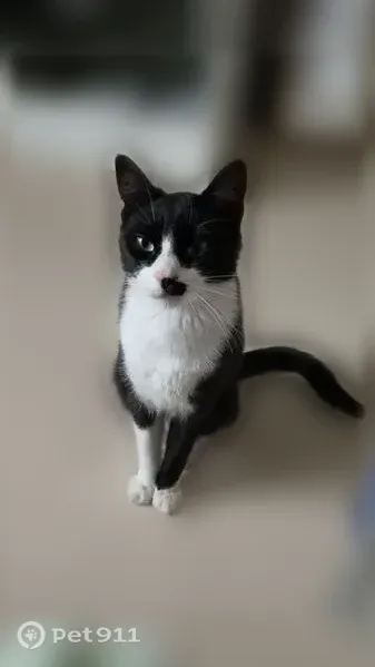 Chat perdu mâle, Avenue de Soufflenheim, 20, Ambazac, Lyon - castré, svelte - photo