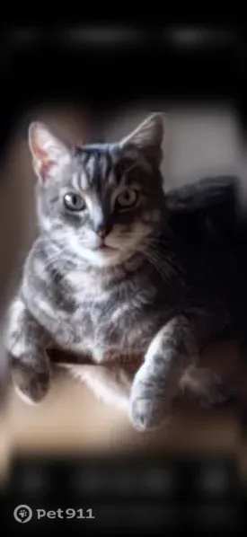 Chat perdu mâle, Rue de Brazza, Rouen, Vernon - gris blanc, totalement sourd - photo