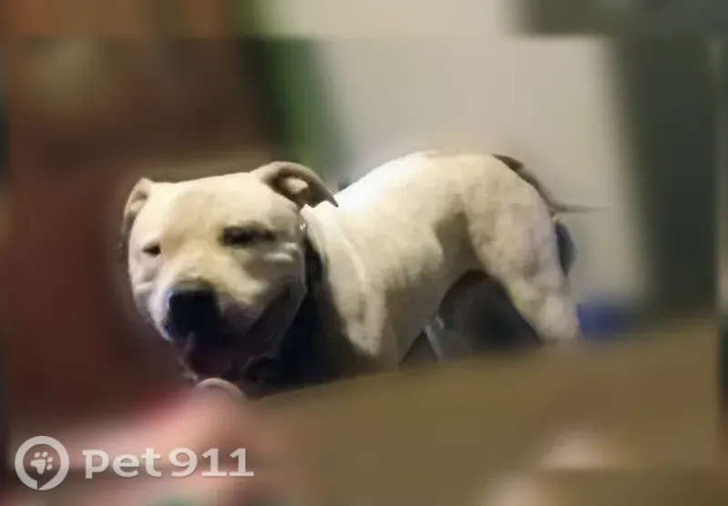 Lost dog, East Reading Street, 2233, Tulsa - male, white American bulldog with a blue eye patch - photo