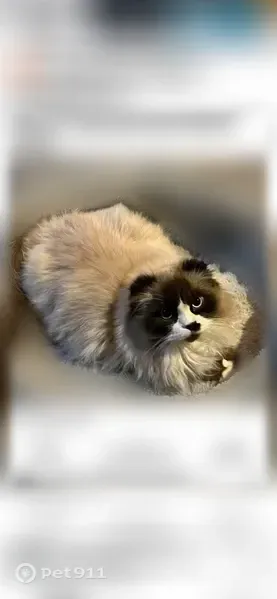 Lost cat, Westwood Court, 5640, Arlington — male, longhaired, silver and mixed brown tones - photo