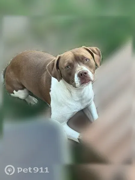 Lost dog, Shannon Court, 175, Inwood - brown and white, no collar - photo