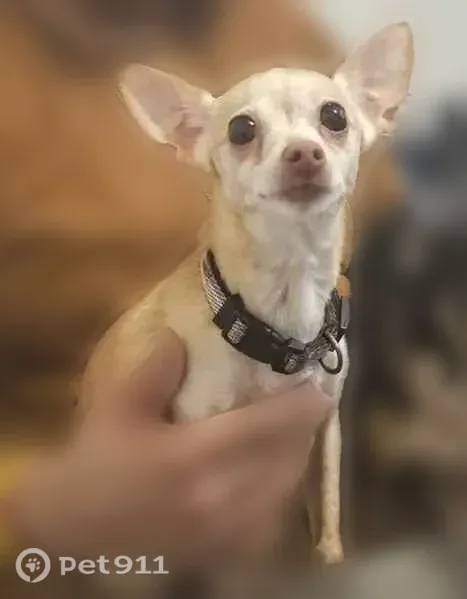Lost dog, Olcott Avenue, 4321, East Chicago - female Chihuahua, spayed - photo