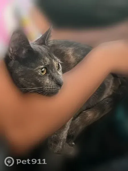 Lost cat, South Pennsylvania Avenue, 10900, Oklahoma City — timid, green eyes - photo