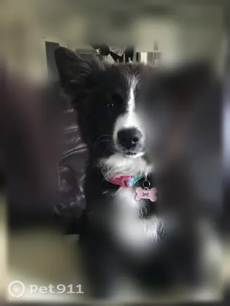Lost dog, Catoosa, Oklahoma, Oklahoma City — female - photo