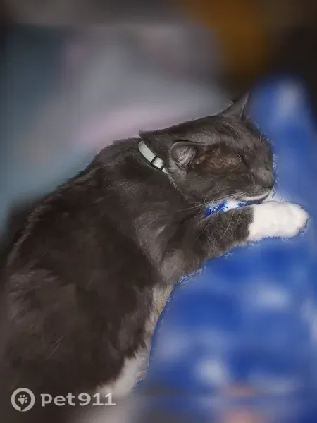 Lost cat, 200 North, 125, Manti — male, gray and white, neutered - photo