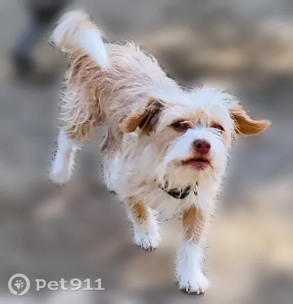 Lost dog, North Roosevelt Avenue, 1102, Fresno - male terrier with blue eyes - photo