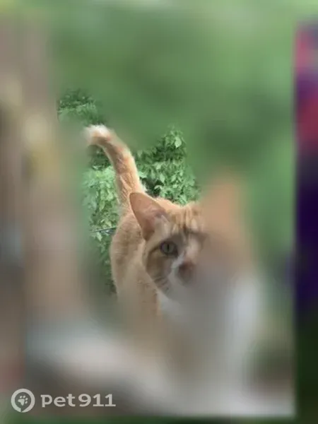 Lost cat, Whispering Pine Road, 905, Little Rock - neutered male orange tabby with green eyes - photo