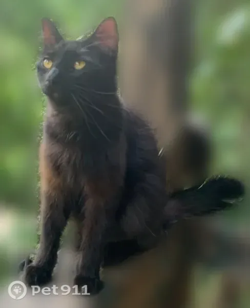 Lost cat, Whispering Pine Road, 905, Little Rock - long-haired black male - photo
