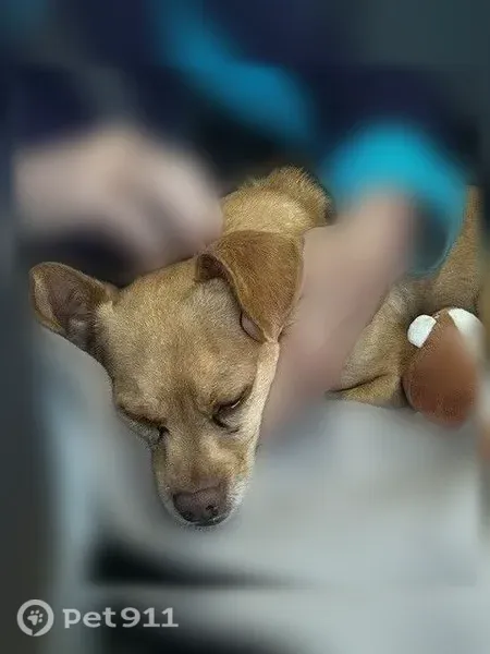 Lost dog, Homewood Drive, 2422, San Jose — friendly brown Chihuahua/dachshund mix - photo